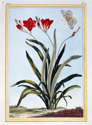 Cornlily, c.1766